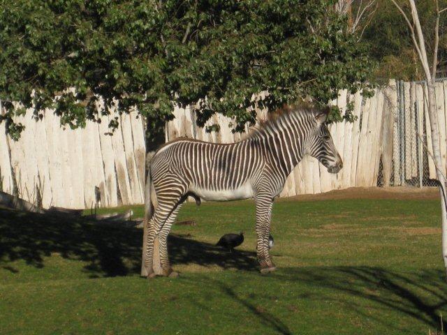 Zebra